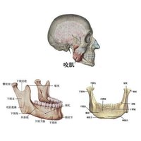 智齿